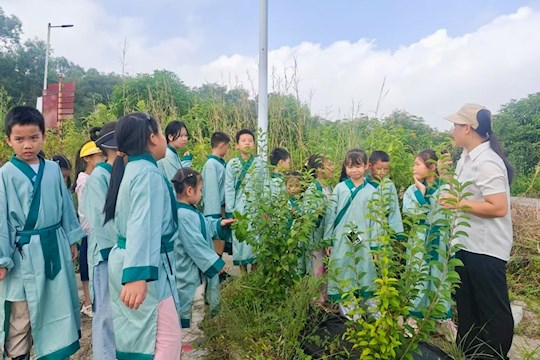 岐黄少年行　本草润童心——2025年田东县中医医院中医药文化夏令营圆满结营